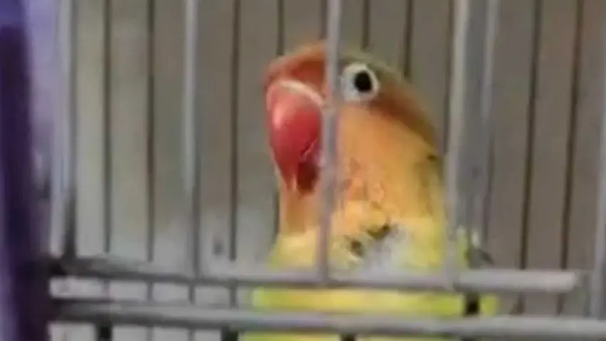 Çanakkale'de kaçak papağan operasyonu: 9 kuşa el konuldu haberinin görseli