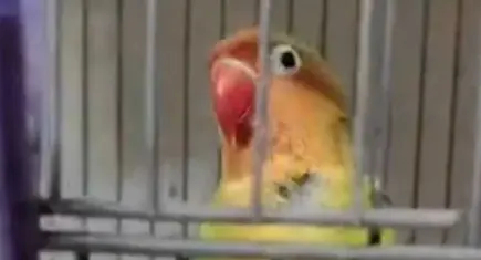 Çanakkale'de kaçak papağan operasyonu: 9 kuşa el konuldu