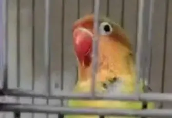 Çanakkale'de kaçak papağan operasyonu: 9 kuşa el konuldu