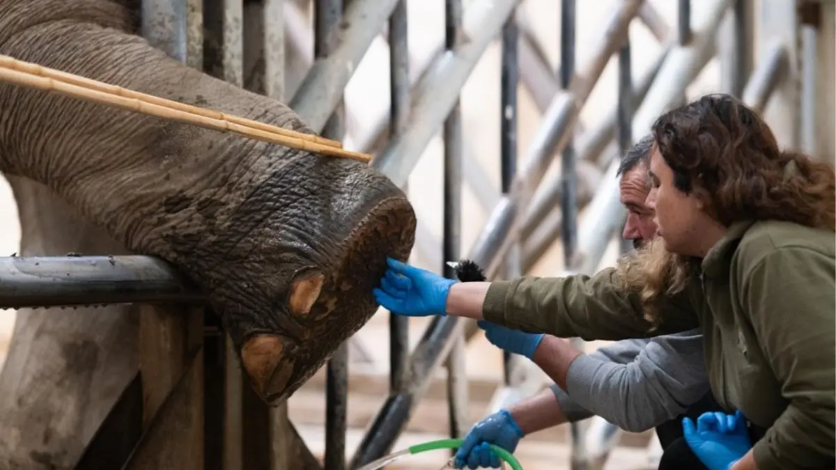 Doğal Yaşam Parkı’nın fillerine ayak bakımı haberinin görseli