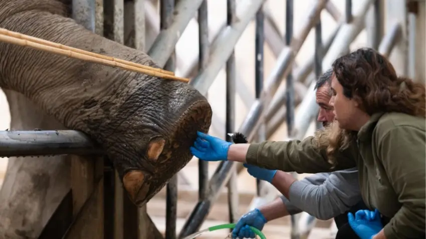 Doğal Yaşam Parkı’nın fillerine ayak bakımı