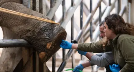 Doğal Yaşam Parkı’nın fillerine ayak bakımı