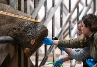 Doğal Yaşam Parkı’nın fillerine ayak bakımı