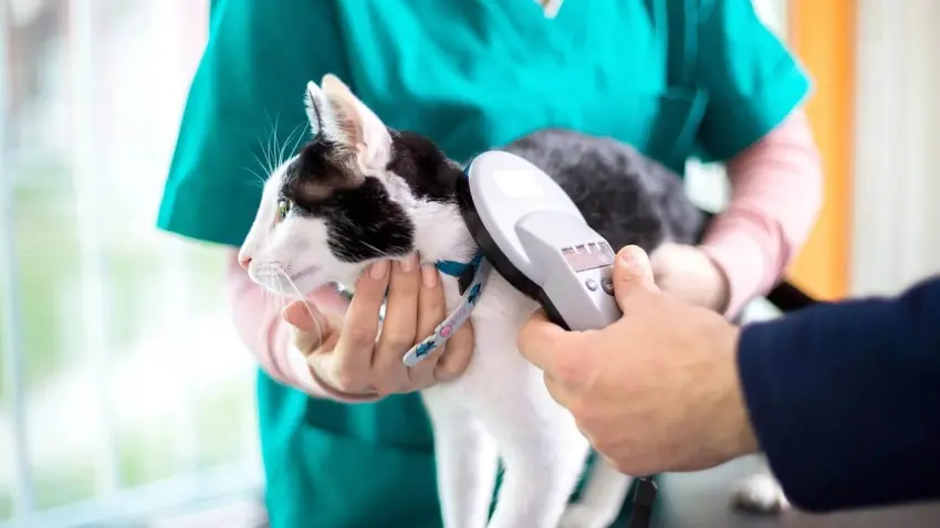 Evcil hayvan sahiplerini ilgilendiriyor: Son gün bugün! Yarından itibaren yüksek cezalar kapıda haberinin görseli