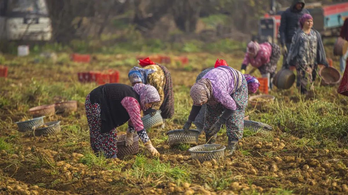 Ödemiş’te ‘sarı elmas’ mesaisi: Atalık tohumda kış hasadı başladı! haberinin görseli