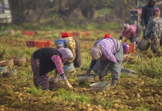 Ödemiş’te ‘sarı elmas’ mesaisi: Atalık tohumda kış hasadı başladı!