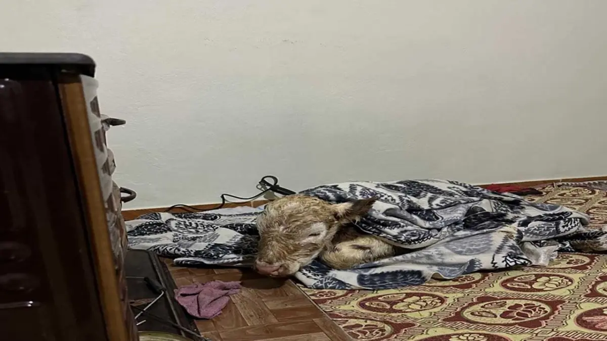 Soğuktan üşüyen buzağıya evde "Fönlü" bakım! haberinin görseli
