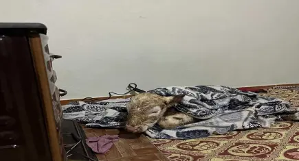 Soğuktan üşüyen buzağıya evde "Fönlü" bakım!