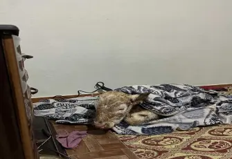 Soğuktan üşüyen buzağıya evde "Fönlü" bakım!