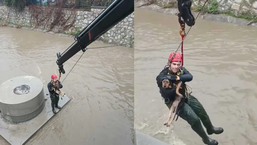 Karabağlar’da dereye düşen köpek ekiplerin müdahalesiyle kurtarıldı