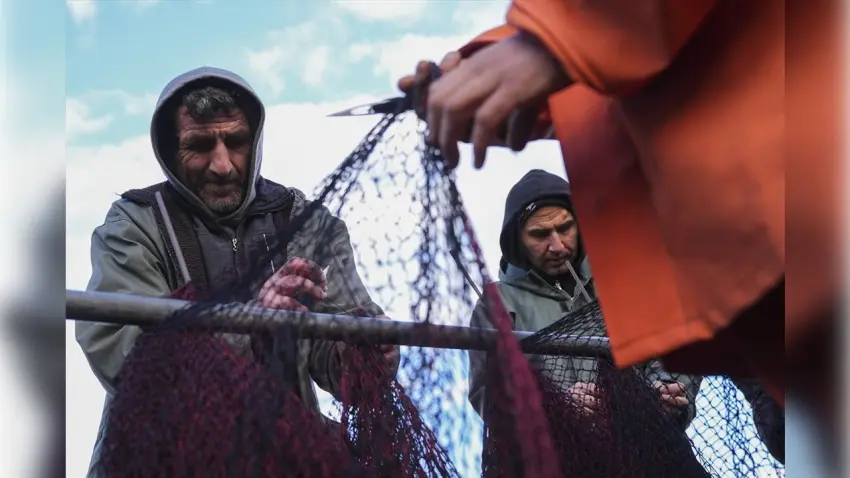 Av sezonunun ilk yarısında hamsi ve sardalya bereketi