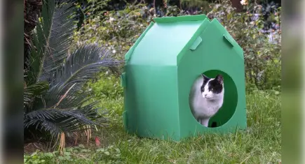 İzmir’de kediler soğuk havalarda sıcak yuvalarına kavuştu