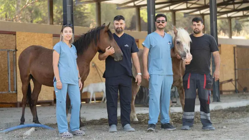 veterinerler ve atlar