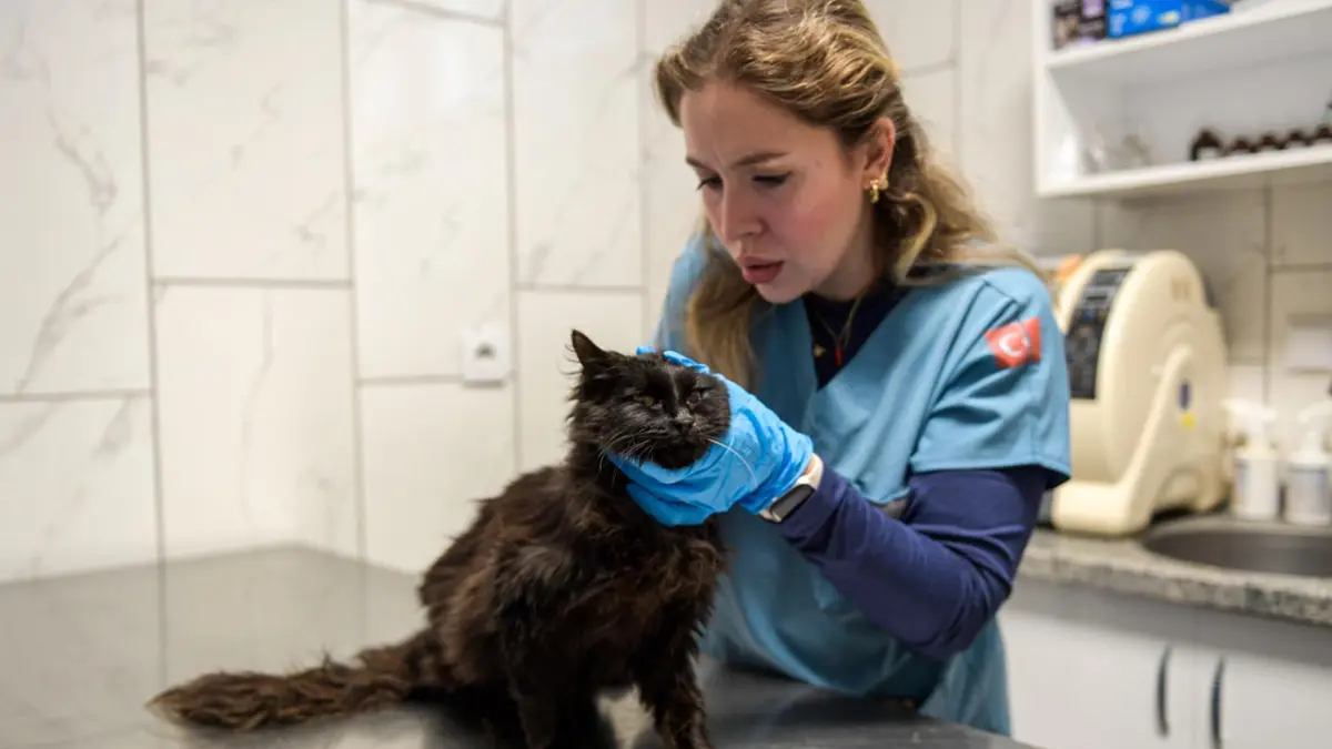 İzmir’de sokak hayvanlarına “Tek Sağlık” yaklaşımı haberinin görseli