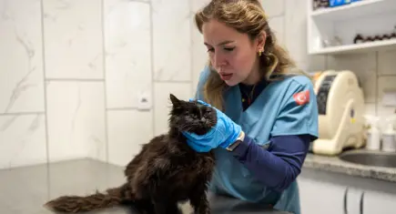 İzmir’de sokak hayvanlarına “Tek Sağlık” yaklaşımı