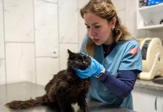 İzmir’de sokak hayvanlarına “Tek Sağlık” yaklaşımı