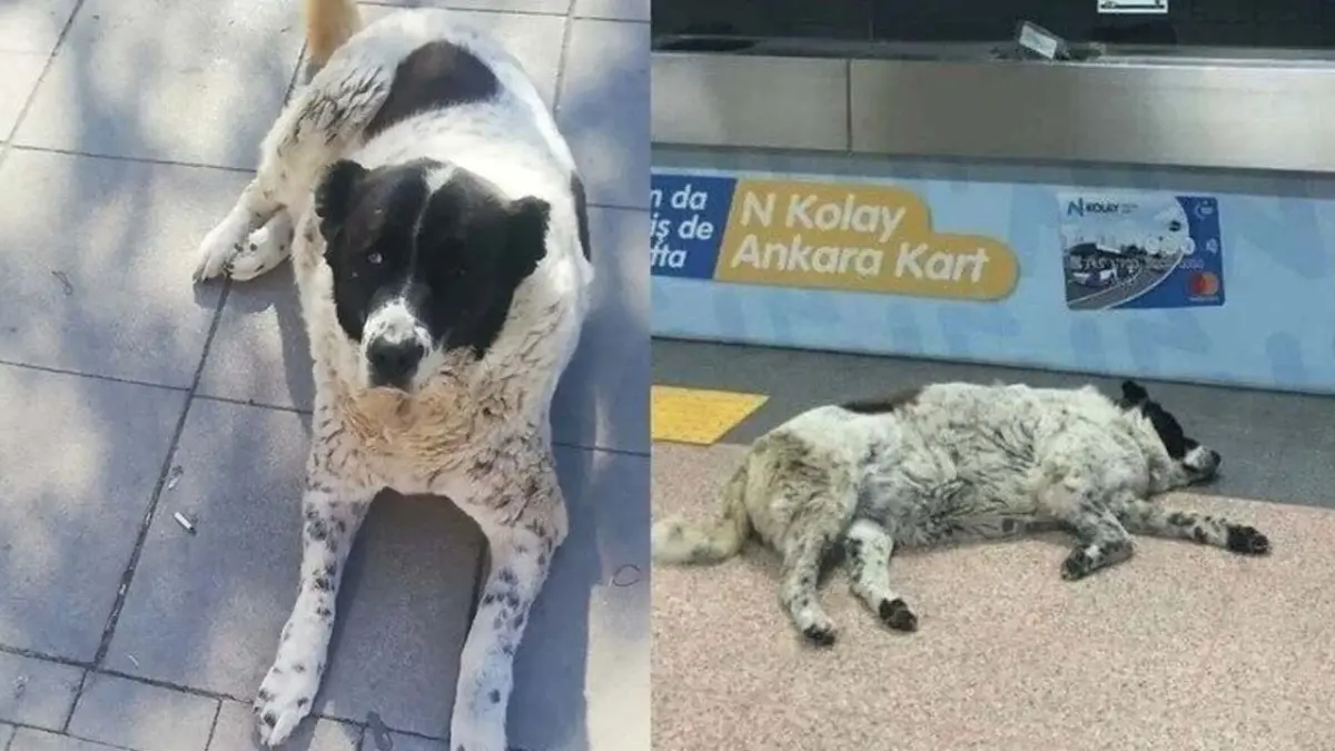 Yeni imza kampanyası: Matmazel'i döverek öldürenler cezalandırılsın haberinin görseli