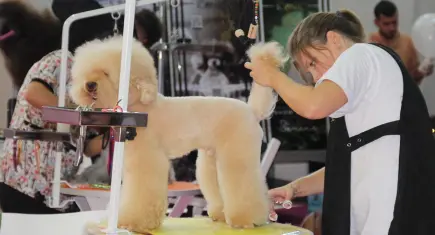 İzmir'de pet fuarı 9'uncu kez kapılarını açıyor