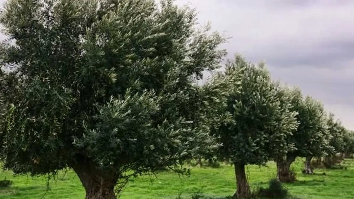 Torbalı Belediyesi’nden zeytin üreticilerine eğitim desteği haberinin görseli