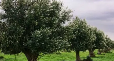 Torbalı Belediyesi’nden zeytin üreticilerine eğitim desteği