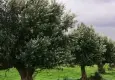 Torbalı Belediyesi’nden zeytin üreticilerine eğitim desteği