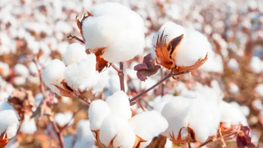 Yoğun yağış Ege Bölgesi’nin pamuk hasadını düşürdü haberinin görseli