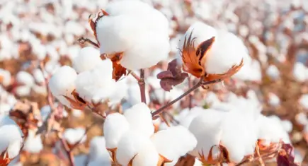 Yoğun yağış Ege Bölgesi’nin pamuk hasadını düşürdü