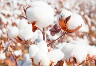 Yoğun yağış Ege Bölgesi’nin pamuk hasadını düşürdü