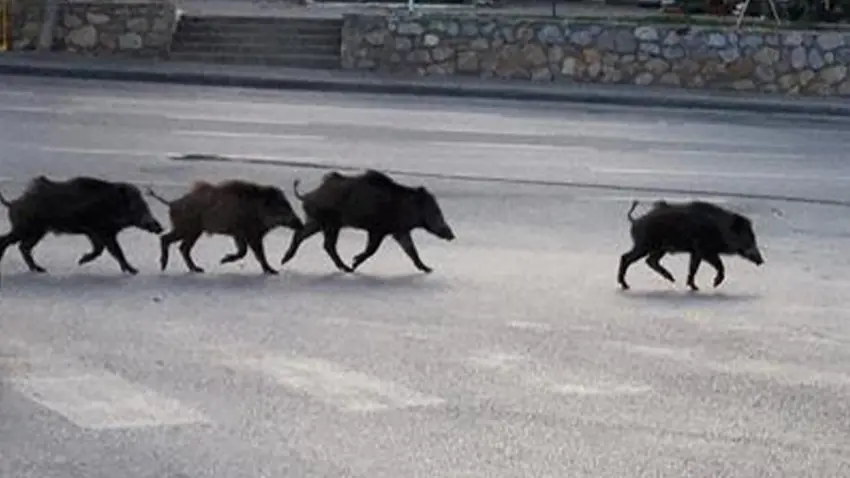 Aydın’da skandal iddia: Cuma namazı çıkışı 500 kilo domuz etli kavurma dağıttı haberinin görseli