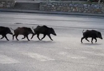 Aydın’da skandal iddia: Cuma namazı çıkışı 500 kilo domuz etli kavurma dağıttı