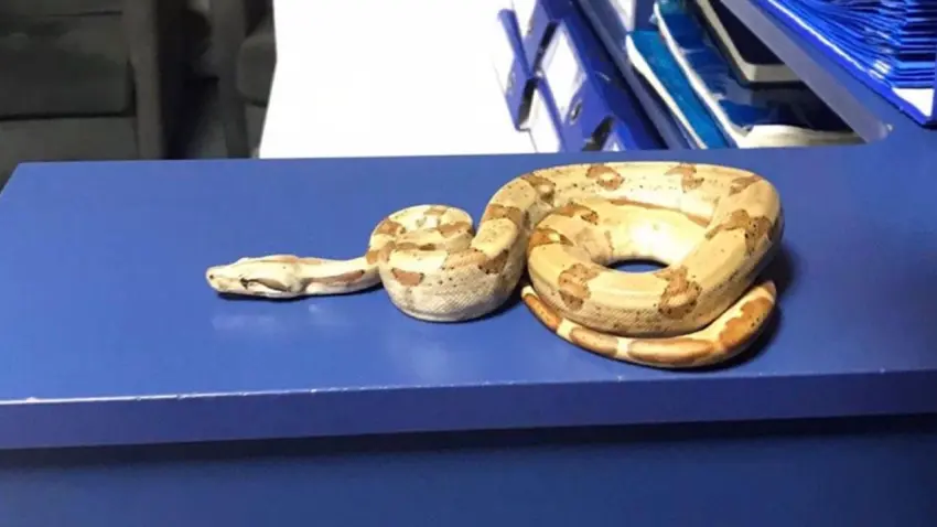 İzmir haber: Beslenmesi yasak olan Mısır Yılanı ele geçirildi