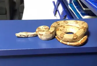 İzmir haber: Beslenmesi yasak olan Mısır Yılanı ele geçirildi