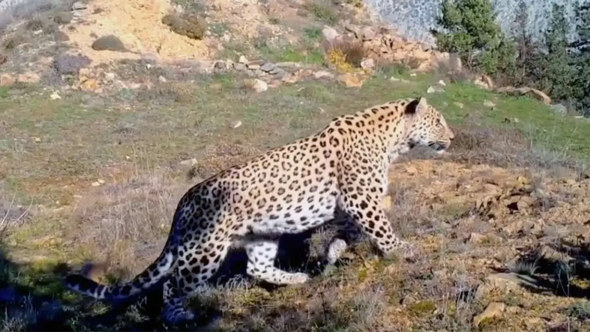 Anadolu parsına zararın bedeli 45 milyon TL: Hapis cezası da var haberinin görseli