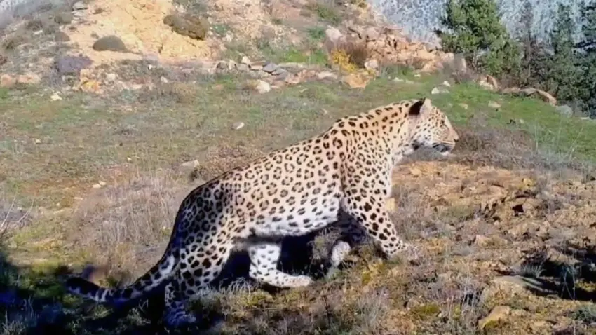 Anadolu parsına zararın bedeli 45 milyon TL: Hapis cezası da var