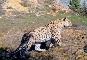 Anadolu parsına zararın bedeli 45 milyon TL: Hapis cezası da var