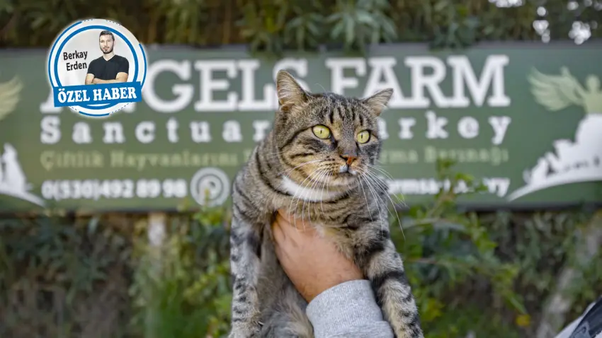 Binlerce hayvanın geleceği ahirete kaldı