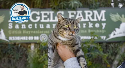 Binlerce hayvanın geleceği ahirete kaldı