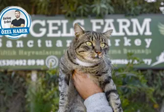 Binlerce hayvanın geleceği ahirete kaldı