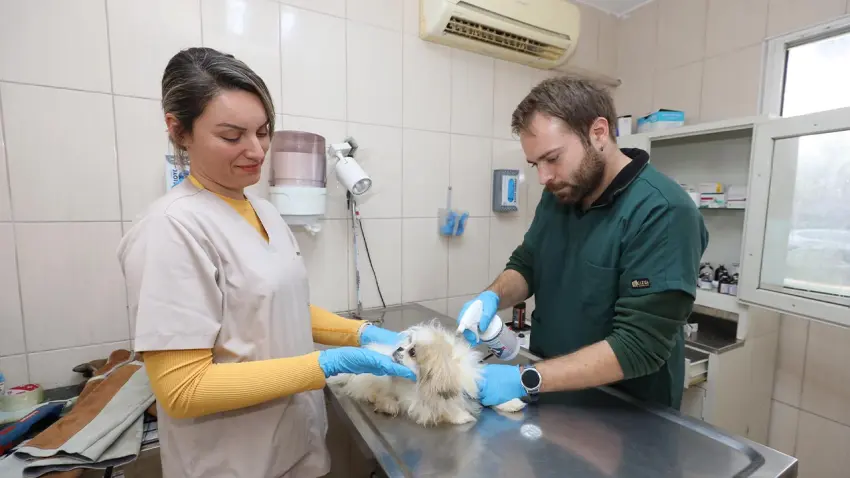 Gaziemir’de 132 hayvan yeni yuvalarına kavuştu