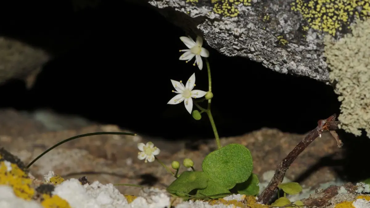 Ödemiş'te yeni bir bitki keşfedildi: İzmir göbek otu başlıklı video haberin görseli