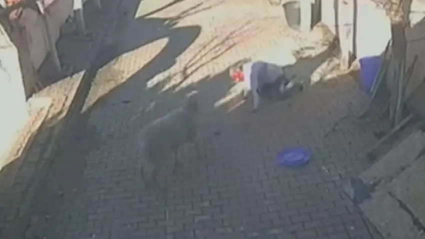 Beslediği koçun dakikalarca saldırısına uğradı haberinin görseli