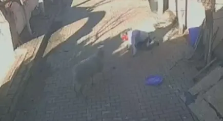 Beslediği koçun dakikalarca saldırısına uğradı