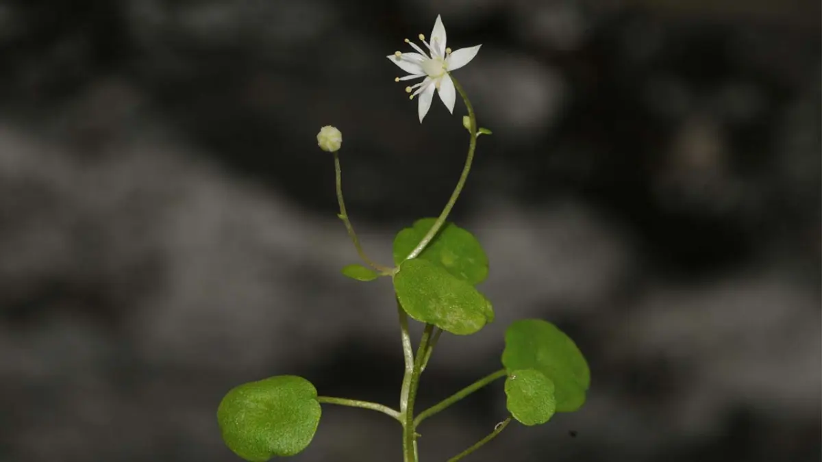 “İzmir Göbekotu” literatüre girdi haberinin görseli