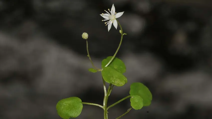 “İzmir Göbekotu” literatüre girdi
