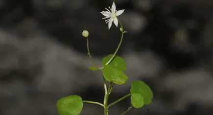 “İzmir Göbekotu” literatüre girdi