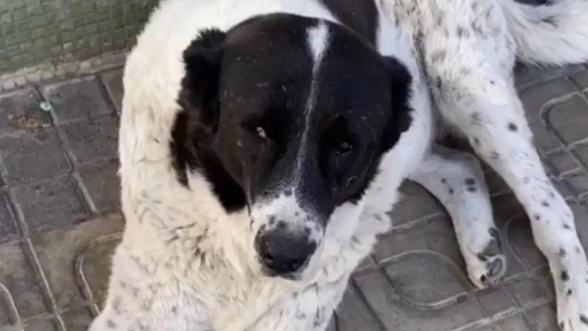 Metroda 15 yaşındaki köpeği döverek katlettiler: Matmazel'in patoloji raporu çıktı haberinin görseli