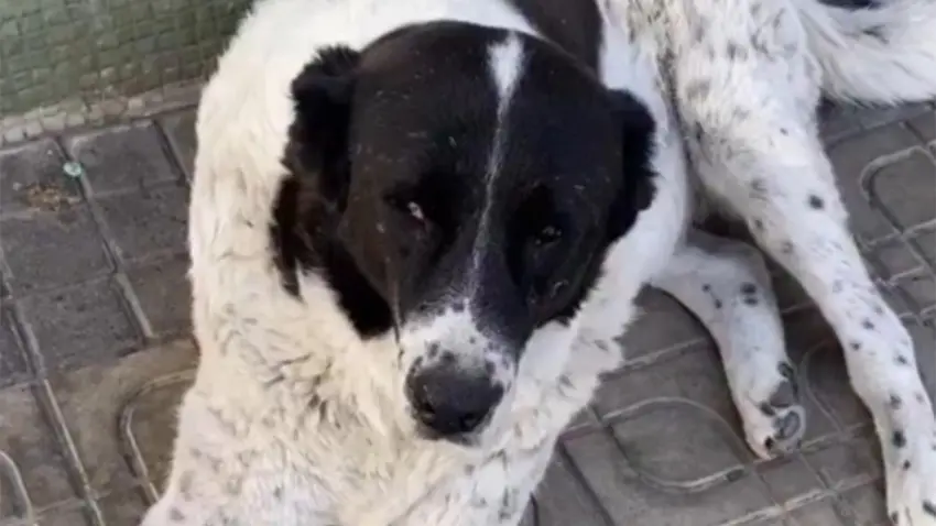 Metroda 15 yaşındaki köpeği döverek katlettiler: Matmazel'in patoloji raporu çıktı haberinin görseli