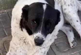 Metroda 15 yaşındaki köpeği döverek katlettiler: Matmazel'in patoloji raporu çıktı