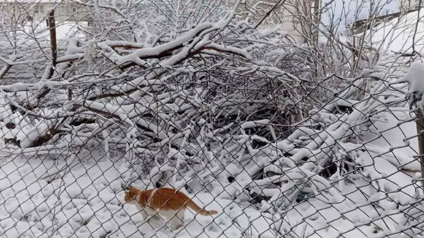 Trakya’da kar mesaisi: Malkara beyaza büründü! haberinin görseli