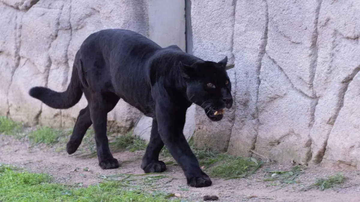 Doğal Yaşam Parkı’nın jaguarı Juliet hayatını kaybetti haberinin görseli